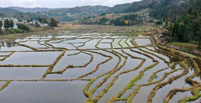 山野莼菜,浙江野生莼菜有哪些特点
