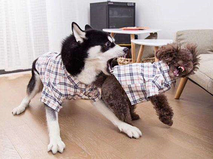 哈士奇到底能不能训练,不听话的哈士奇应该怎么训