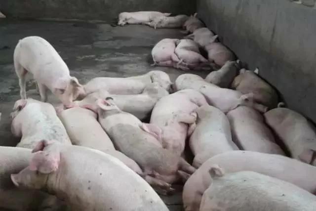 猪场治理蚊子,猪场如何高效防治蚊虫