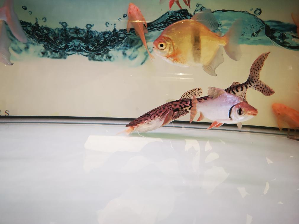 鱼缸底部的粪便不管可以吗,鱼缸底部很多粪便但是水很清澈