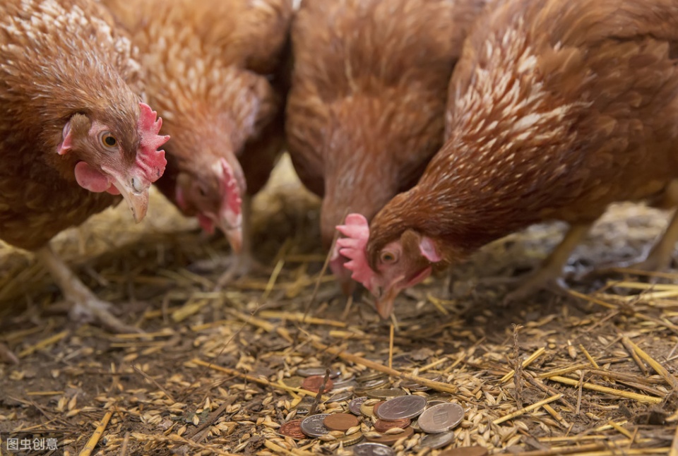 家禽咳嗽呼噜,家禽呼噜咳嗽