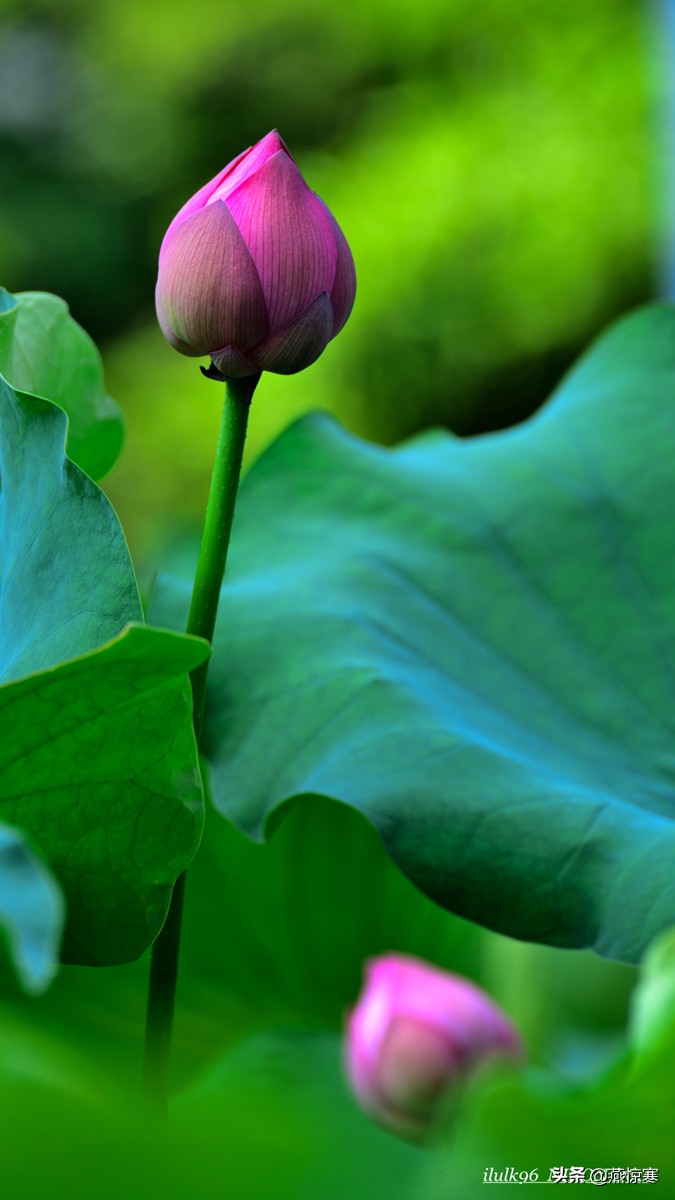 尼康单反有哪些经典镜头,尼康十大经典相机与镜头
