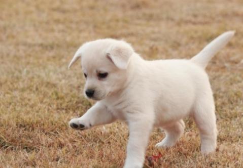 怎么训练狗狗出门一叫就回来,怎样训练狗狗一喊就过来