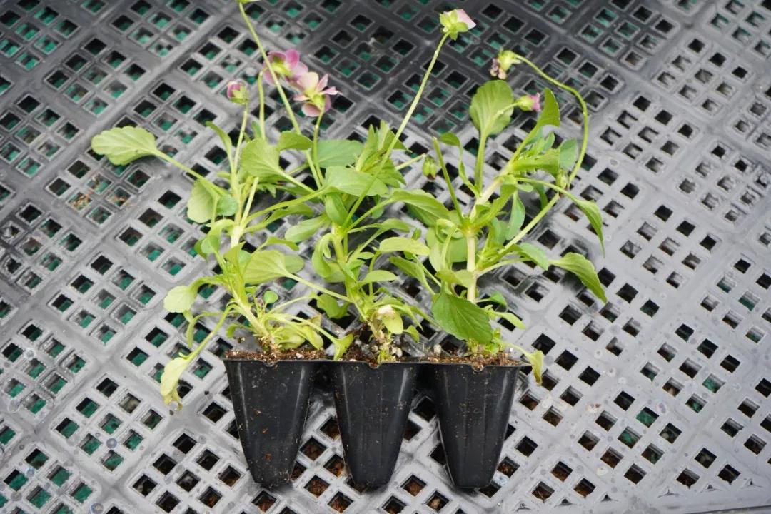 盆栽植物细长徒长怎么办,植物侧枝要不要修剪