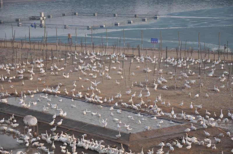 武安市绿色田园现代农业示范园区,武安绿色田园现代农业