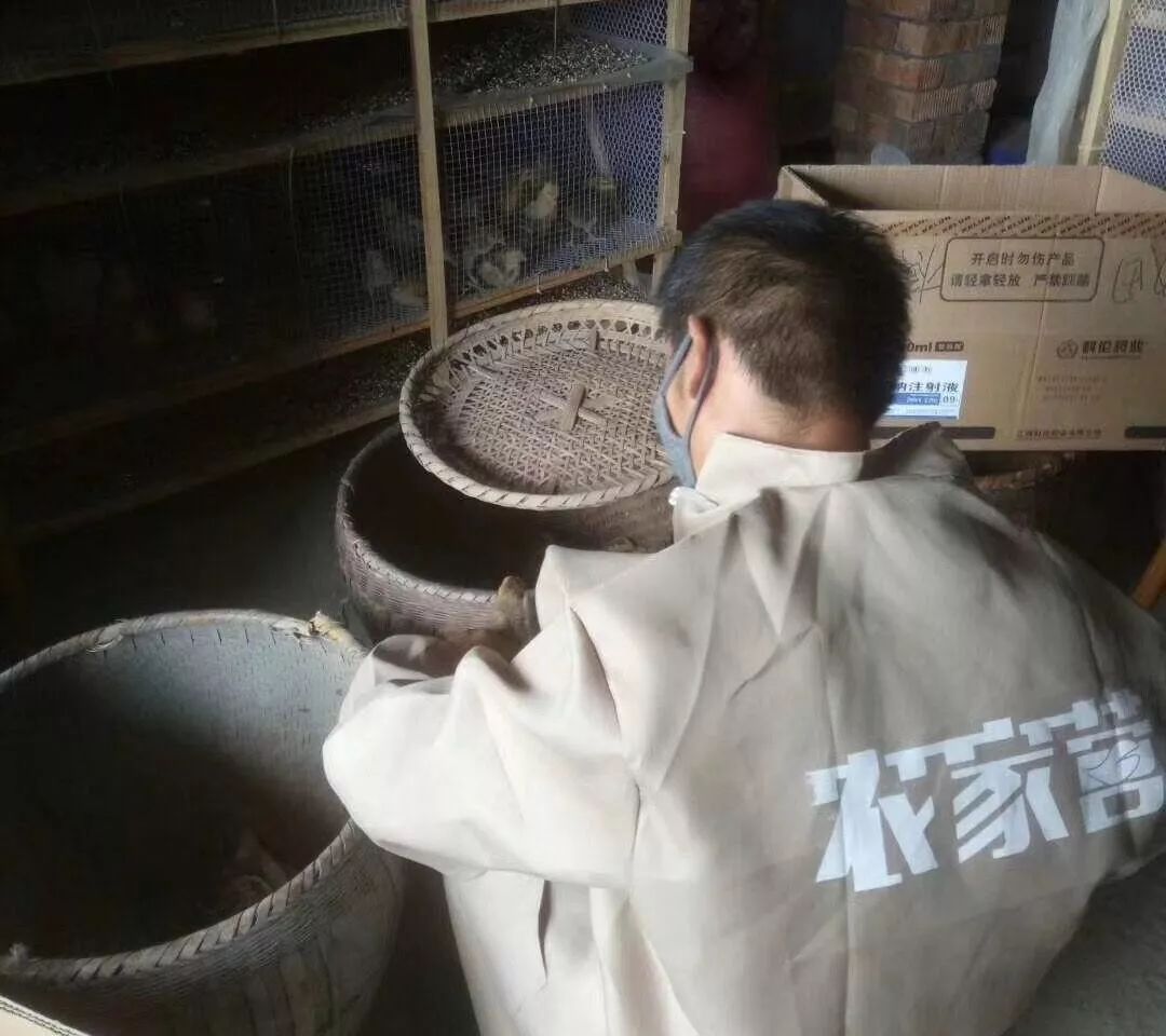 农村创业养土鸡技术方案设计,农村养殖土鸡怎么赚钱