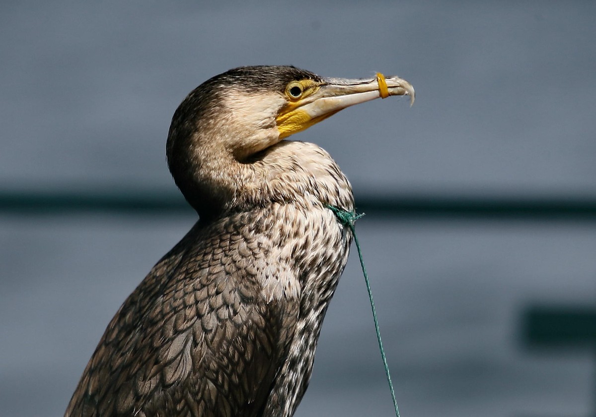 渔民捕捞鱼技巧,失传的鱼鹰捕鱼技巧