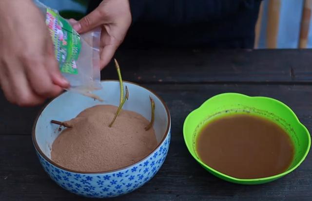 碗莲种在泡沫箱里为什么不开花,碗莲怎么种得好看又好养