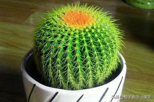 作文300字三年级下册我的植物朋友,我的植物朋友三年级下册300字桃花