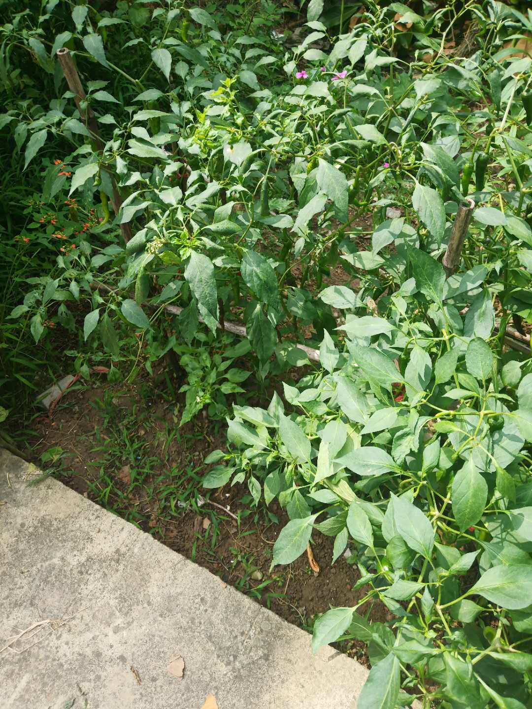 辣椒疯长不结果,辣椒怎样修剪才能多结果