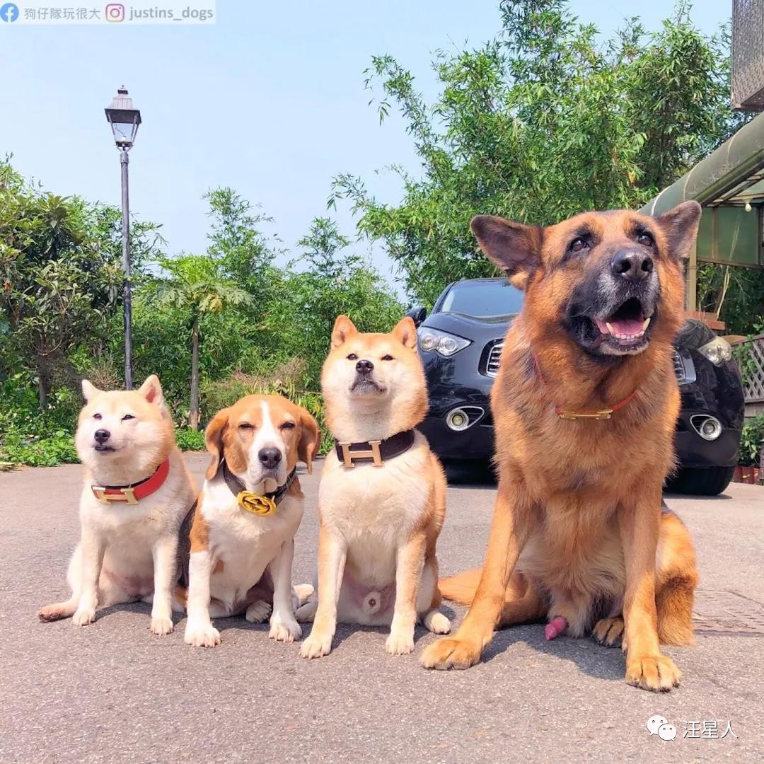 贪吃汪偷喝汤惨叫!“眼眶泛泪”馈头求安慰:舌头烫到了