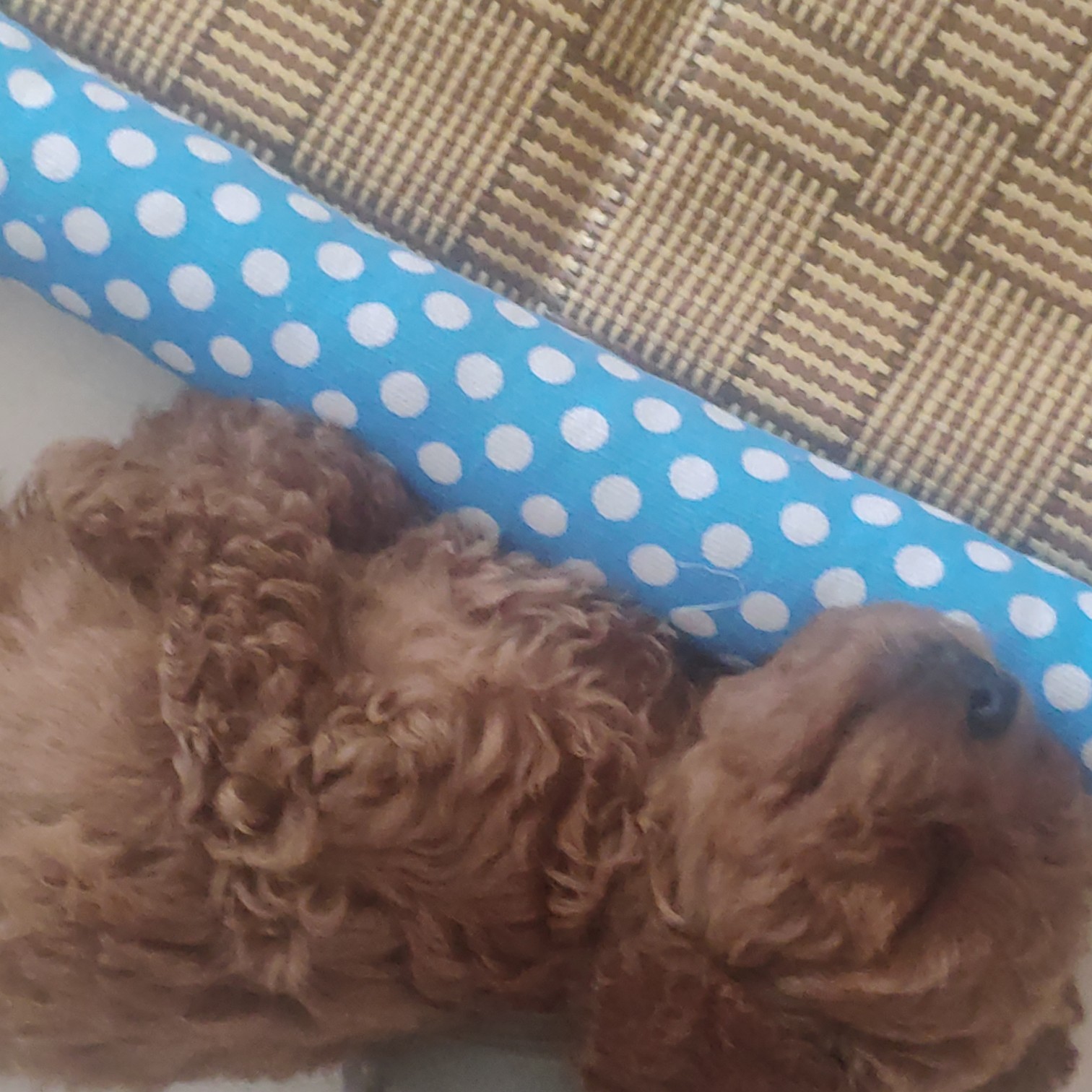 小泰迪总喜欢站着怎么办,小泰迪被冷落的表现