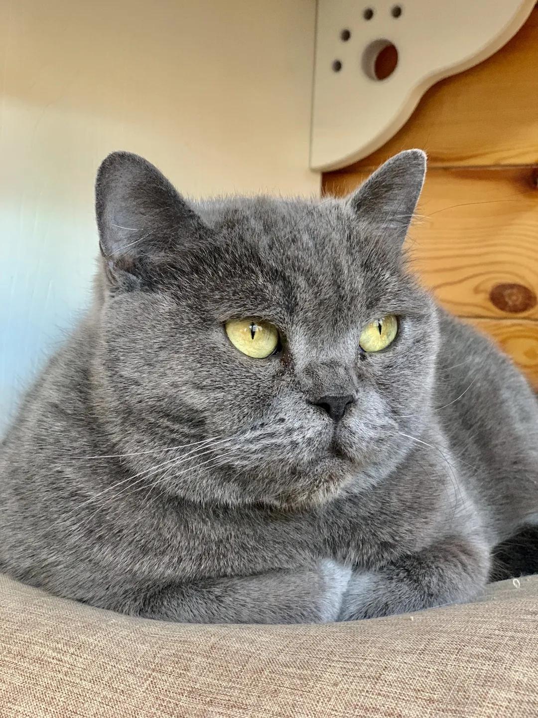 观复猫身份,观复猫近期咋样