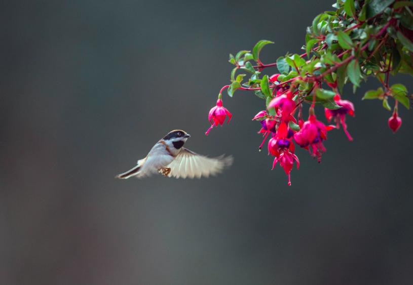 古诗里的春天43篇,春天古诗名句和赏析