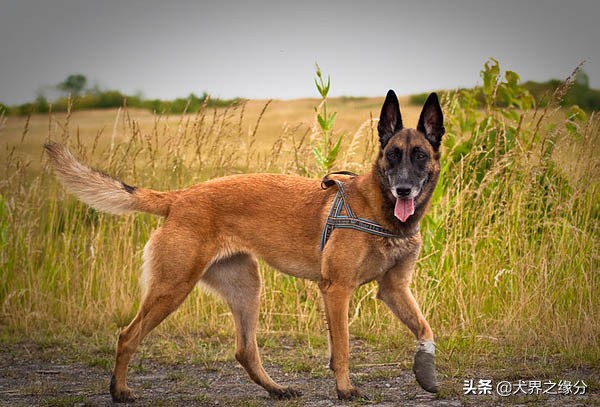 马犬表演高难度动作,马犬一直不训练会有什么后果