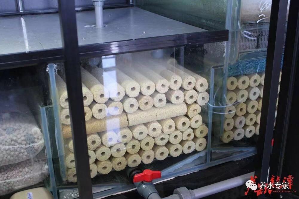 养鱼张哥最新视频,鱼缸怎么养锦鲤鱼最好