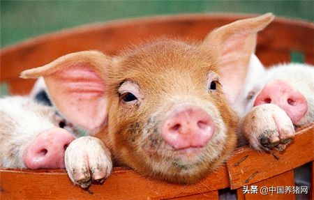 仔猪市场专门卖仔猪,求购150块钱一头仔猪