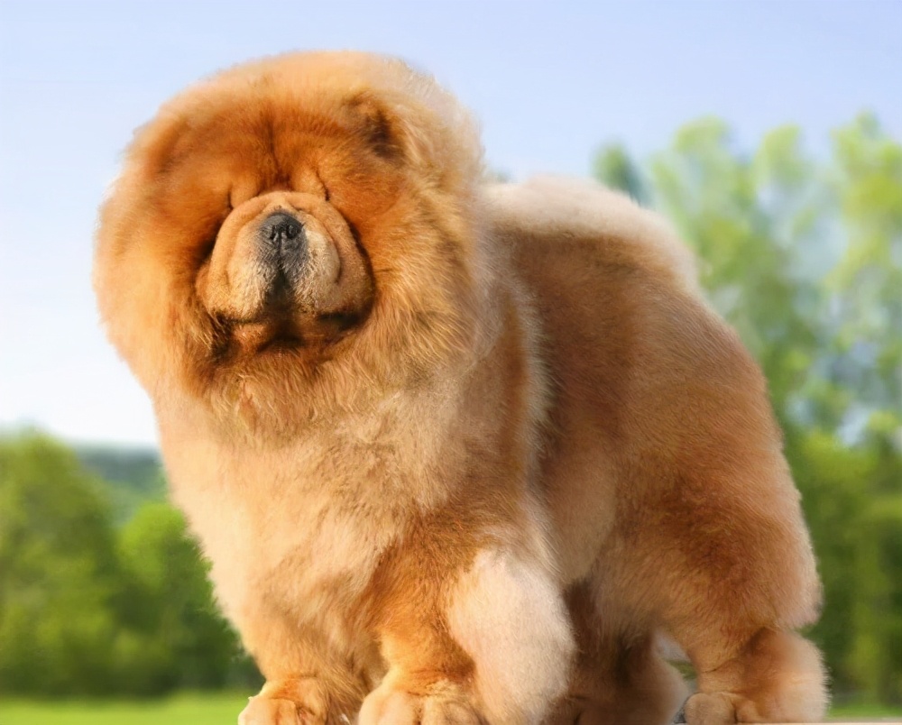 松狮跟藏獒有什么区别,松狮和藏獒像不像