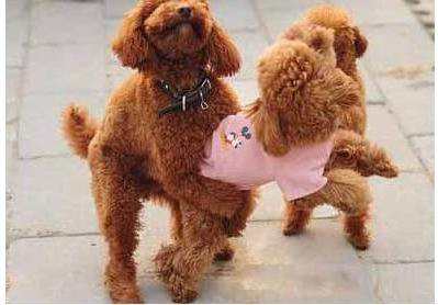 泰迪智商排名跌出前十,泰迪犬为什么那么凶残