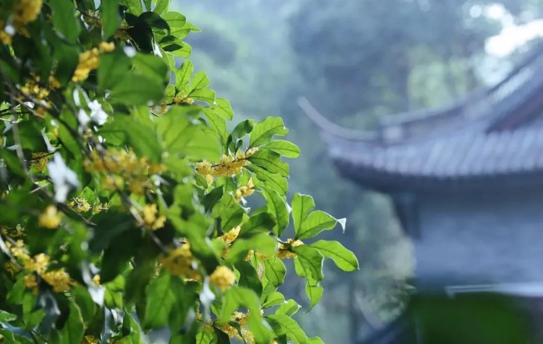 杭州满觉陇山舍民宿,杭州山舍满觉陇