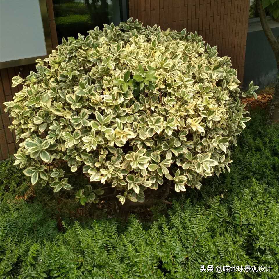 灌木球类植物,灌木植物种类及图片