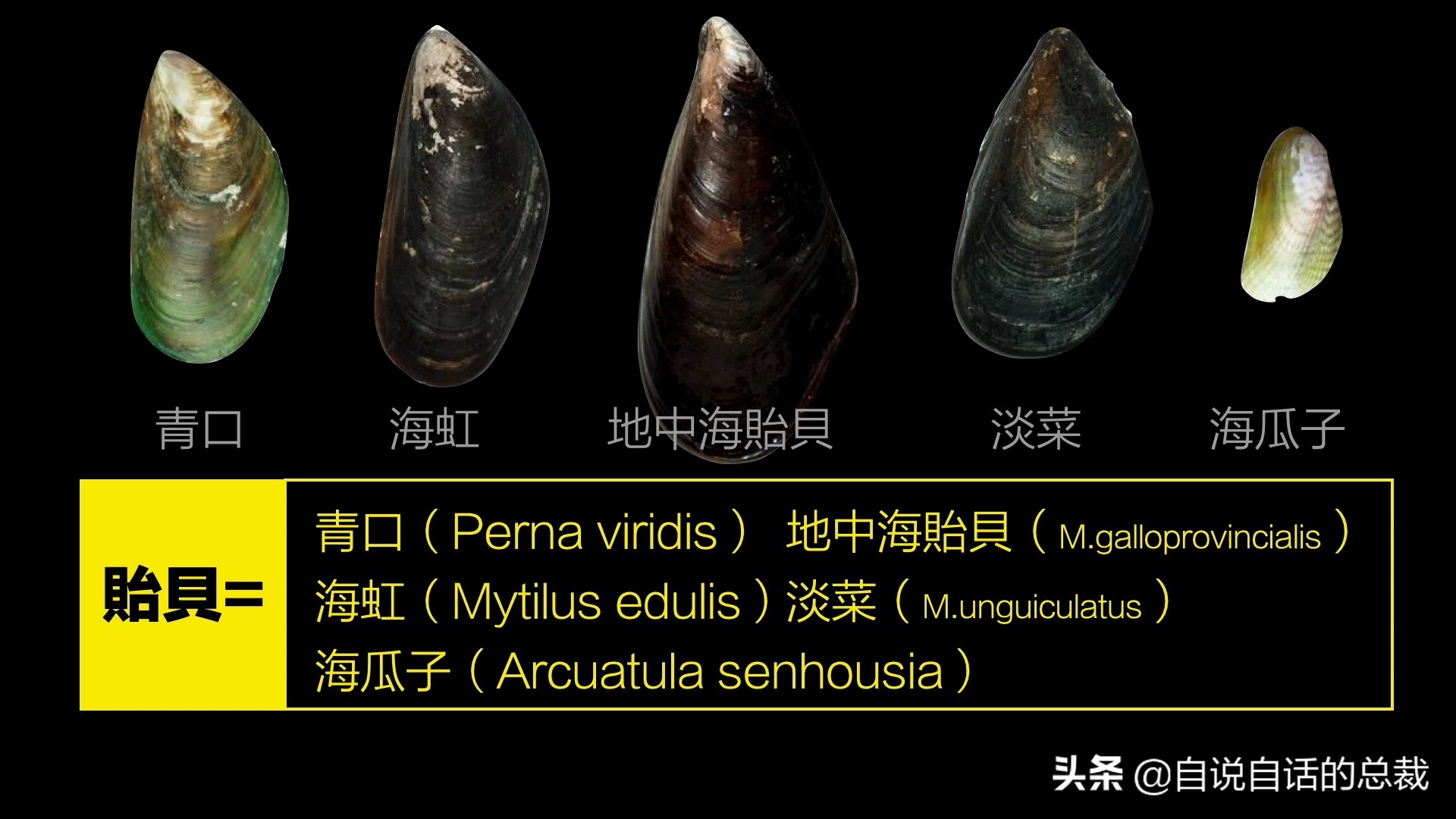 蛤、蚶、蛏、蚝、蚬有什么区别？这是一群美味海怪与人类的故事