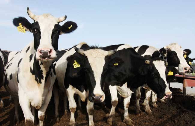 奶牛习惯性流产怎么预防,奶牛隐性流产