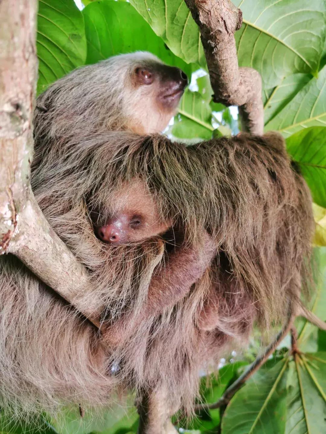 华为p30的镜头模组叫什么,华为p30镜头是蓝宝石的吗