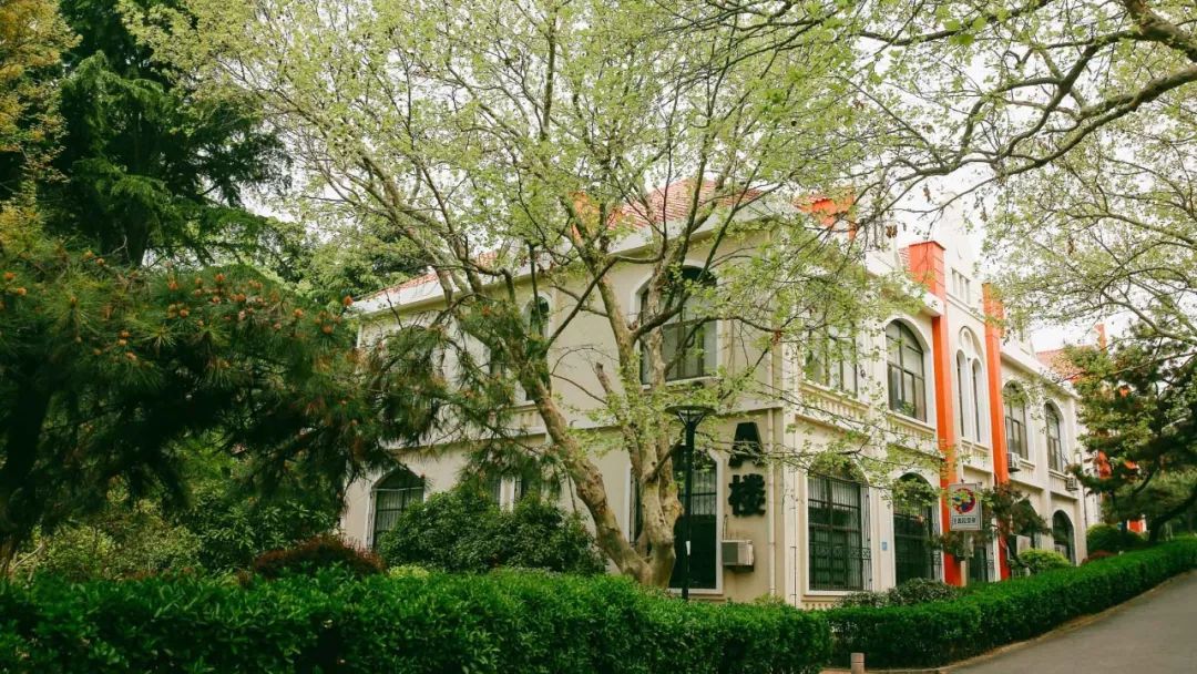 海滨老城泡桐花 (海滨老城紫色泡桐花)