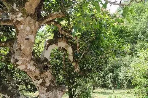 鍏ぇ鑼跺北绉戞櫘,浜戝崡鍏ぇ鑼跺北浠嬬粛