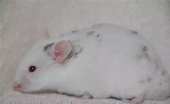 仓鼠的种类及图片大全,加卡利亚仓鼠和叙利亚仓鼠