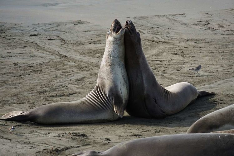 美国德州西部自由行,美国西海岸可以自由航行么