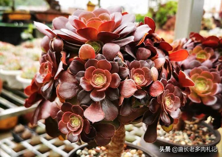 春天连续下雨露养的多肉怎么办,春天阴雨天气多肉要遮雨吗