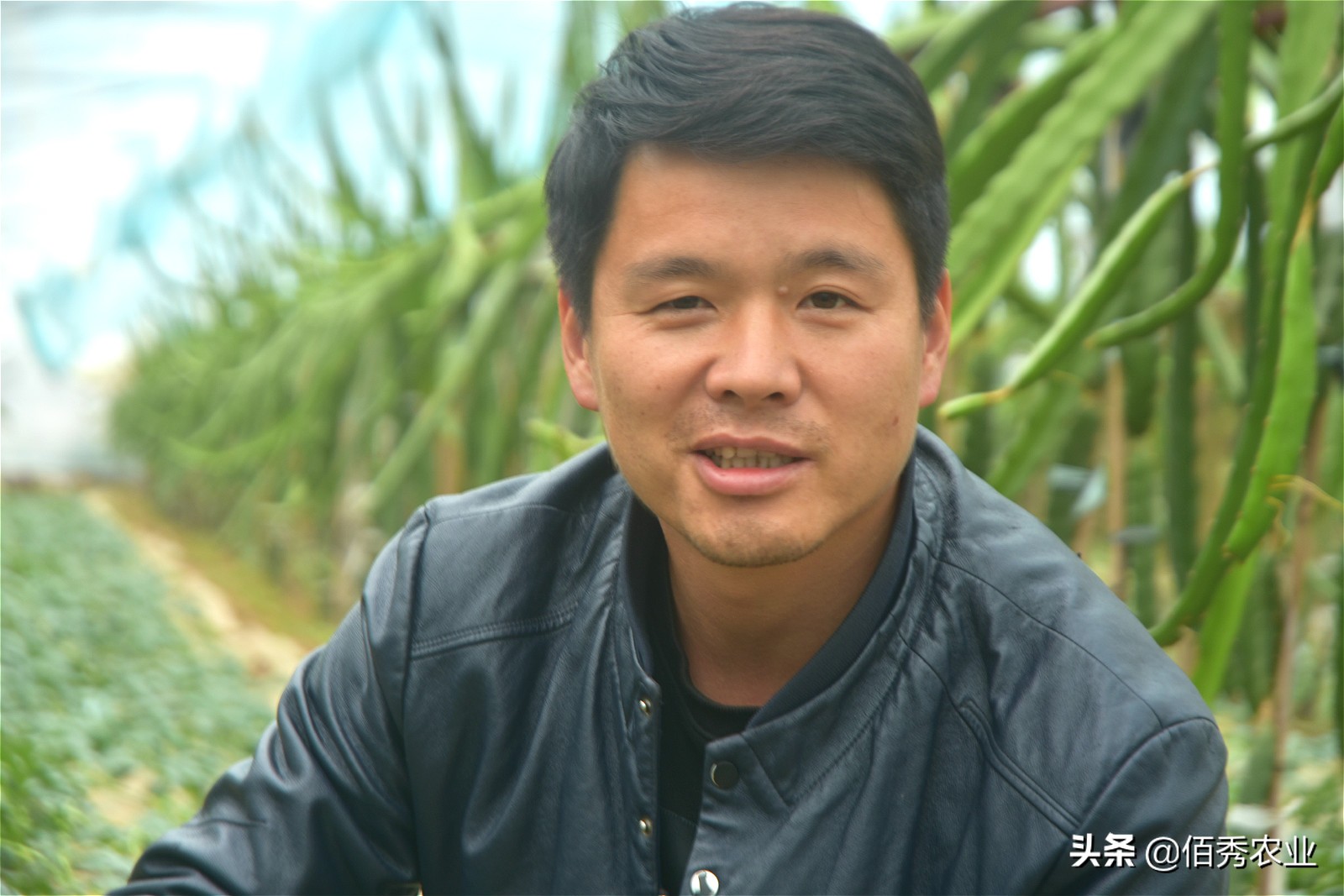 农村大棚种植水果,农村水果大棚种植