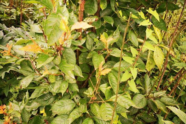 樱桃树枝叶发黄是什么原因,樱桃叶子缺铁