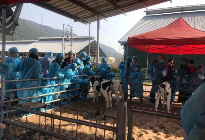 风靡香港79年，连续获得本土牛奶品牌销冠，今天带你解密维记牛奶