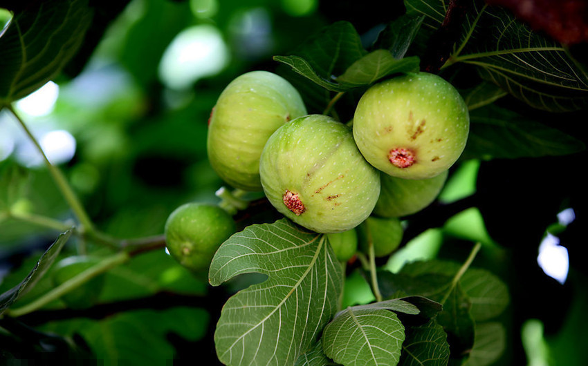 断奶退奶吃什么,断奶中怎么回奶