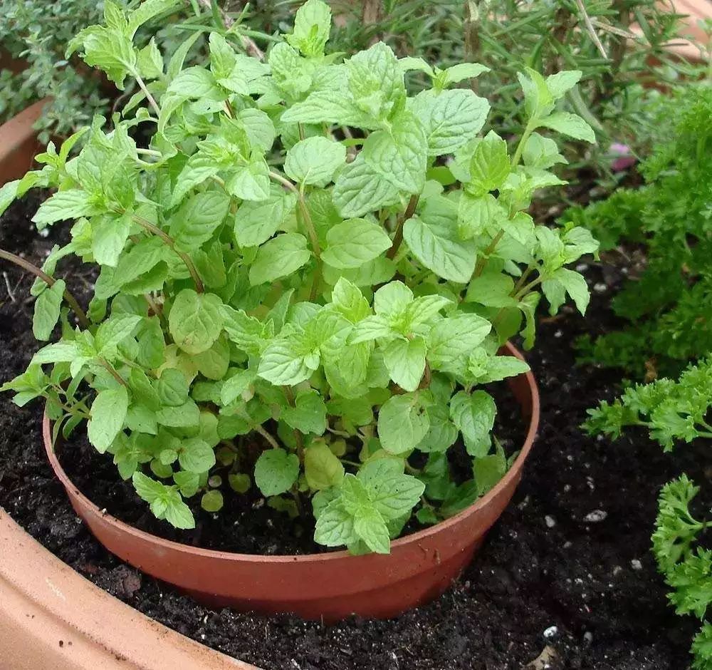 如何做薄荷盆栽,薄荷盆栽各种做法