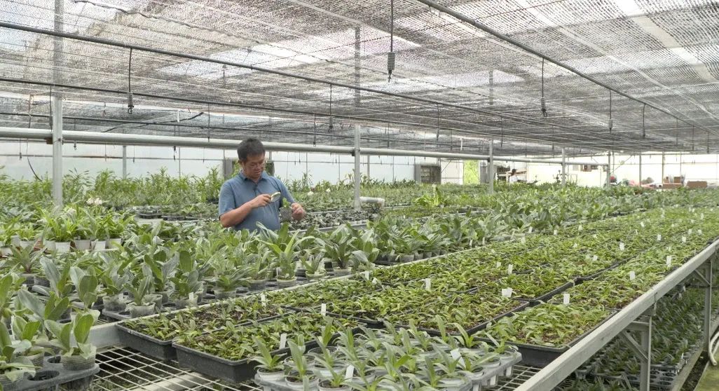 致富经：一株草要价上百万？兰花让我一夜暴富