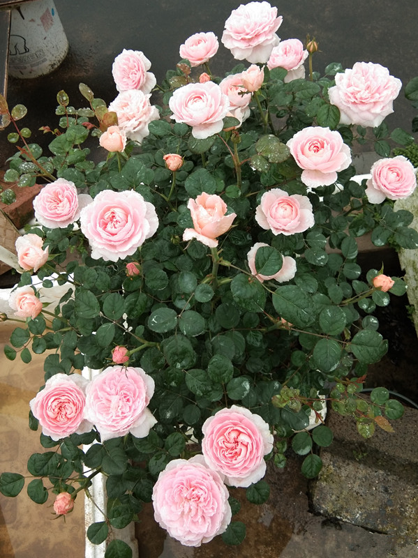 非常耐阴开花又多的植物,好养的开花株型还好看的植物