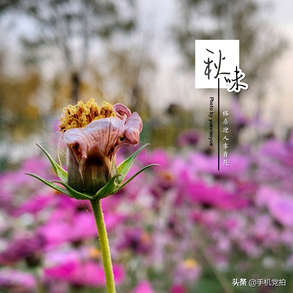 手机照片放大后模糊怎么变清晰,苹果手机拍照模糊怎样才能变清晰