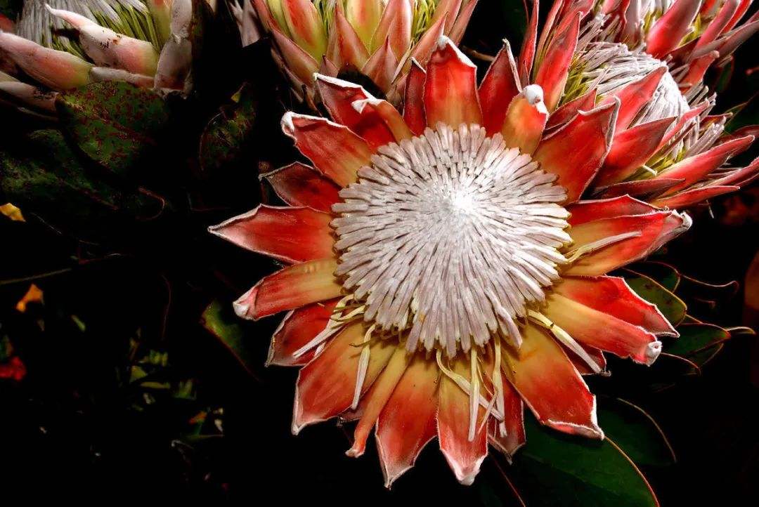 南非的国花是,南非国花美景