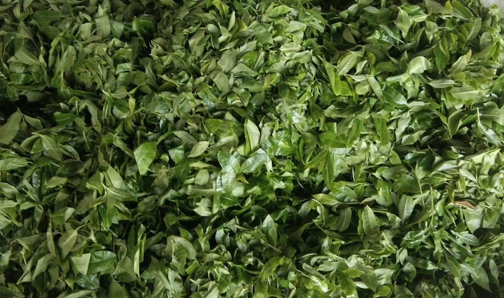 东莞普洱库存40万吨,东莞30万吨普洱茶