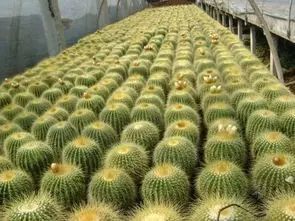 北方农业种植致富项目,农业种植致富项目有什么