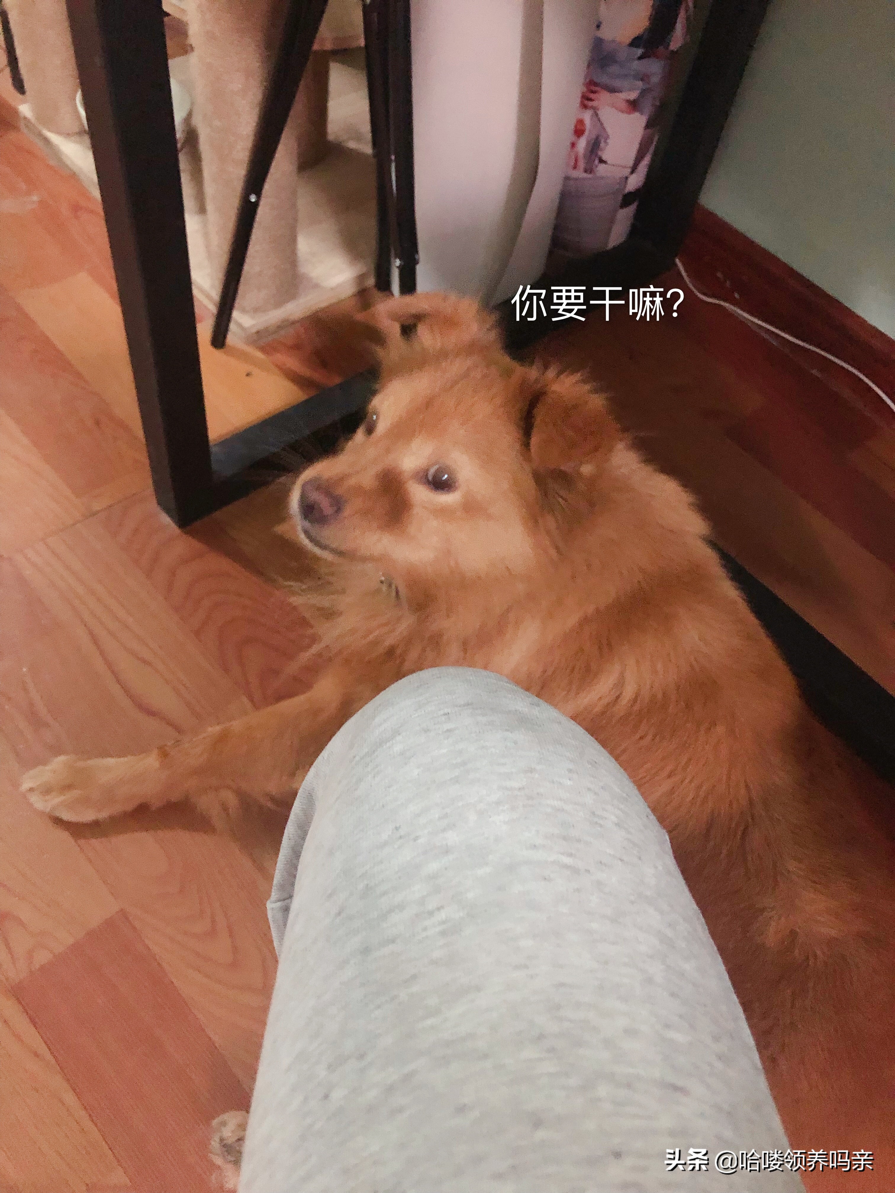 狗狗出现呕吐是什么原因造成的呢,狗狗呕吐的这4个原因