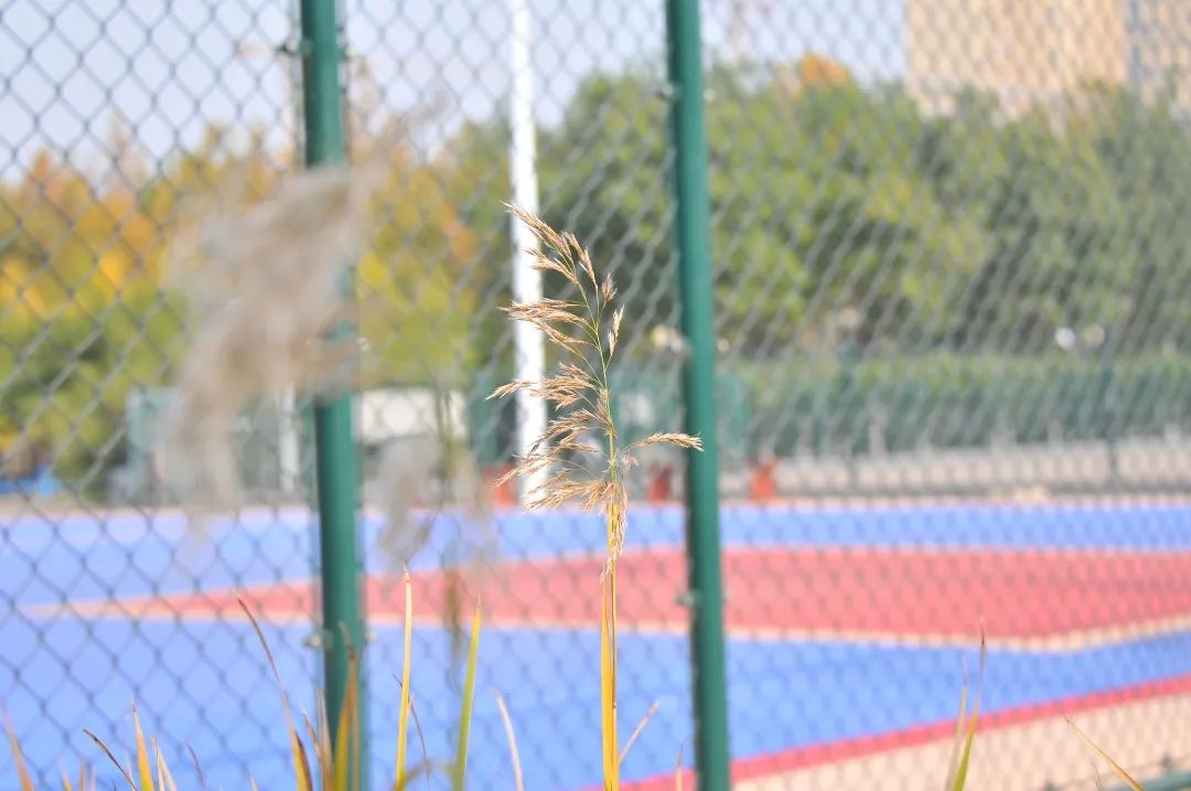 河北工业职业技术学院校园,有河北工业职业技术学院吗