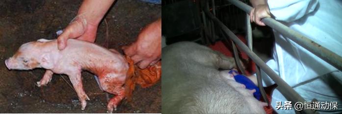 母猪分娩率计算公式,母猪分娩护理技巧