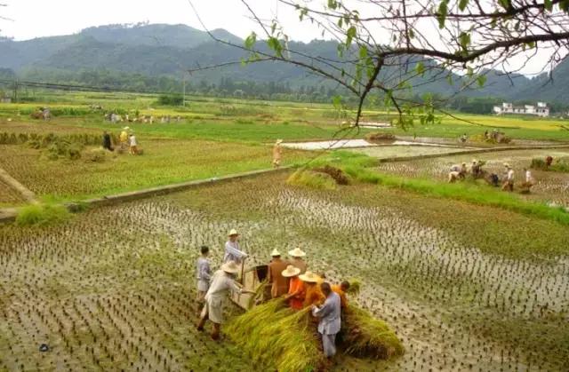 农禅并重完整版,农禅并重的寺院