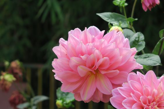 十二星座婚礼花材,十二星座新娘该选什么样的婚礼