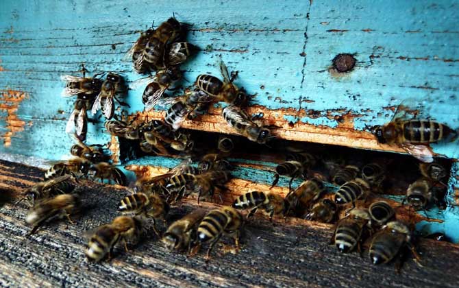 蜜蜂病虫害的防治大全,蜜蜂怎么预防蜘蛛病害发生